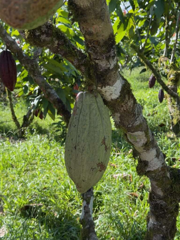 Mazorca de cacao fino de aroma creciendo en el tronco del árbol en una plantación de Puyo, Pastaza