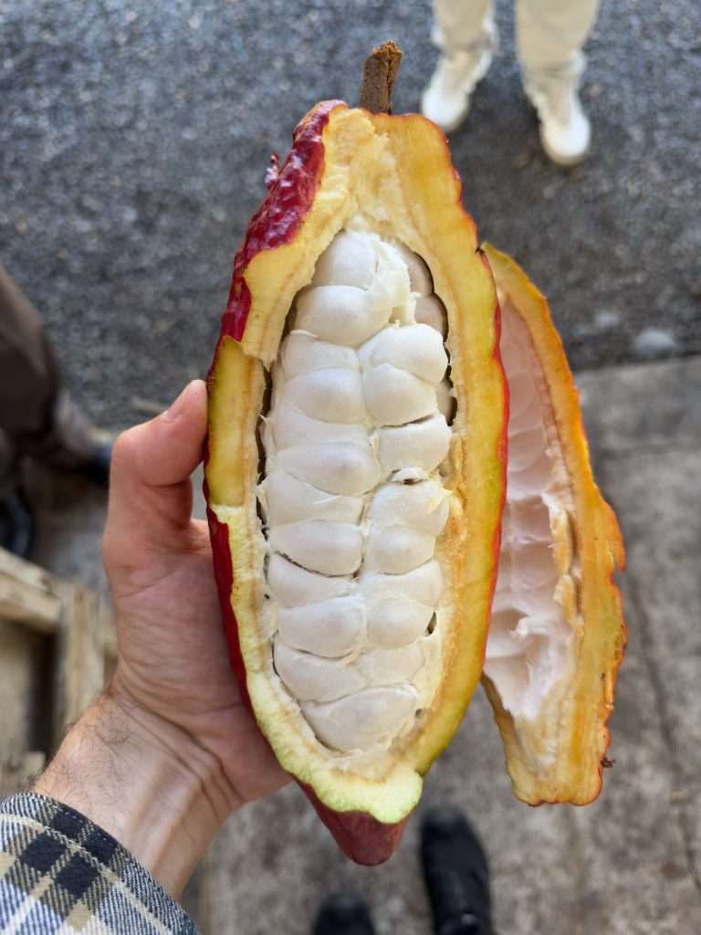 Mazorca de cacao abierta con el mucílago blanco que envuelve las semillas, en Finca Saquifrancia